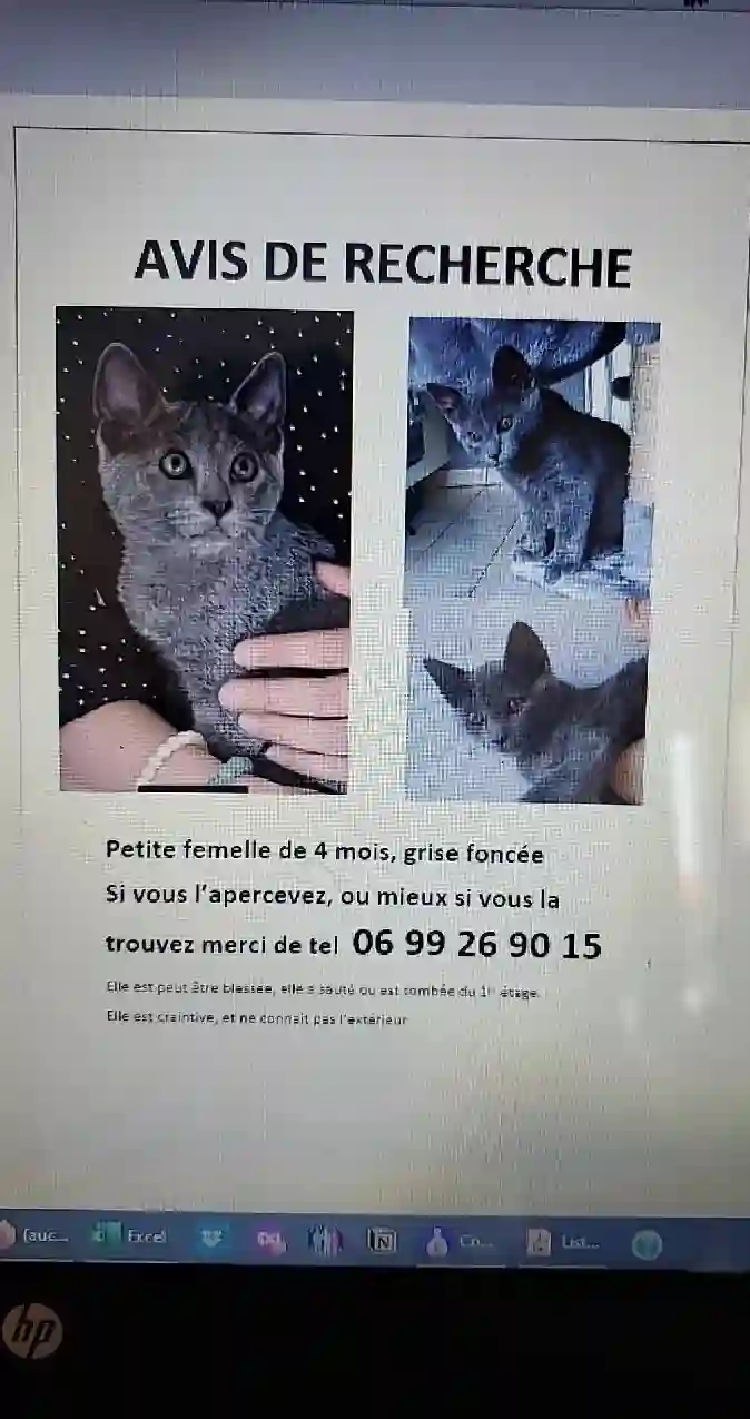 Chatte Trouvée 69M Métropole de Lyon - Voice